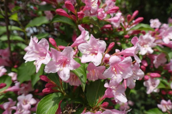 Weigela Pruning Service in Bella Vista