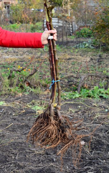 Shrub Root Removal in Bella Vista