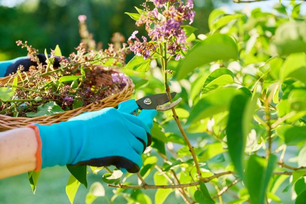 Lilac Trimming Service in Bella Vista