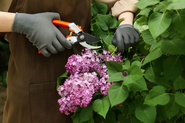 Lilac Pruning Service in Bella Vista