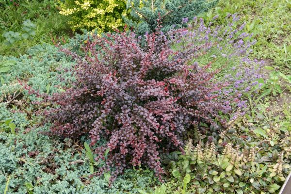 Japanese Barberry Removal in Bella Vista