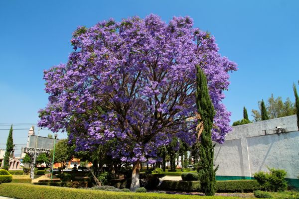 Jacaranda Pruning in Bella Vista