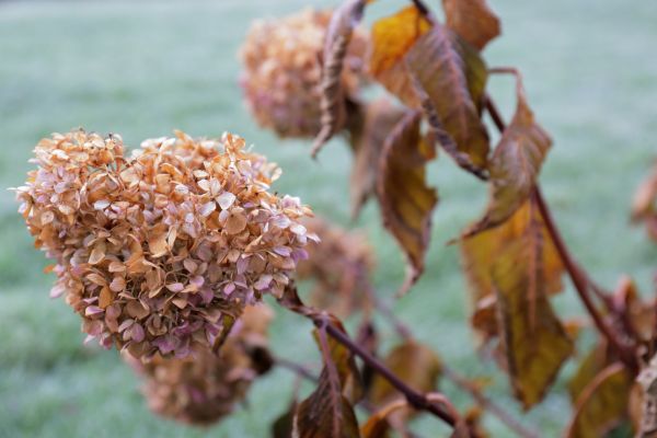 Hydrangea Removal in Bella Vista