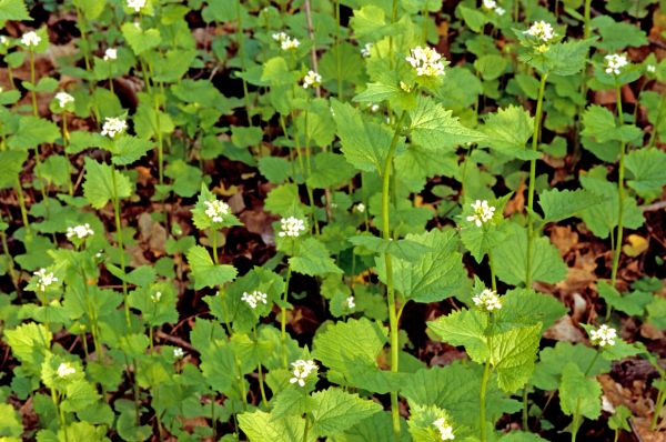 Garlic Mustard Removal in Bella Vista