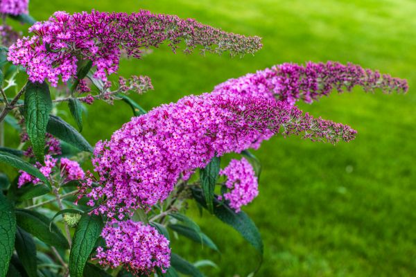 Butterfly Bush Removal in Bella Vista