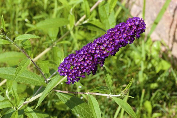 Butterfly Bush Pruning in Bella Vista