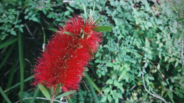 Bottlebrush Pruning in Bella Vista