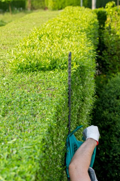 Hedge Trimming in Bella Vista